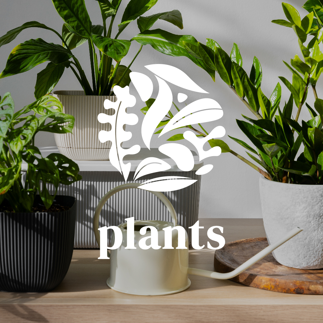 Lire la suite à propos de l’article Plants